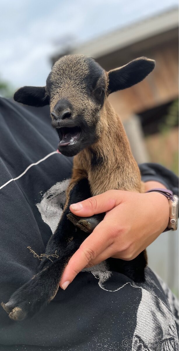 Kamerunský beránek