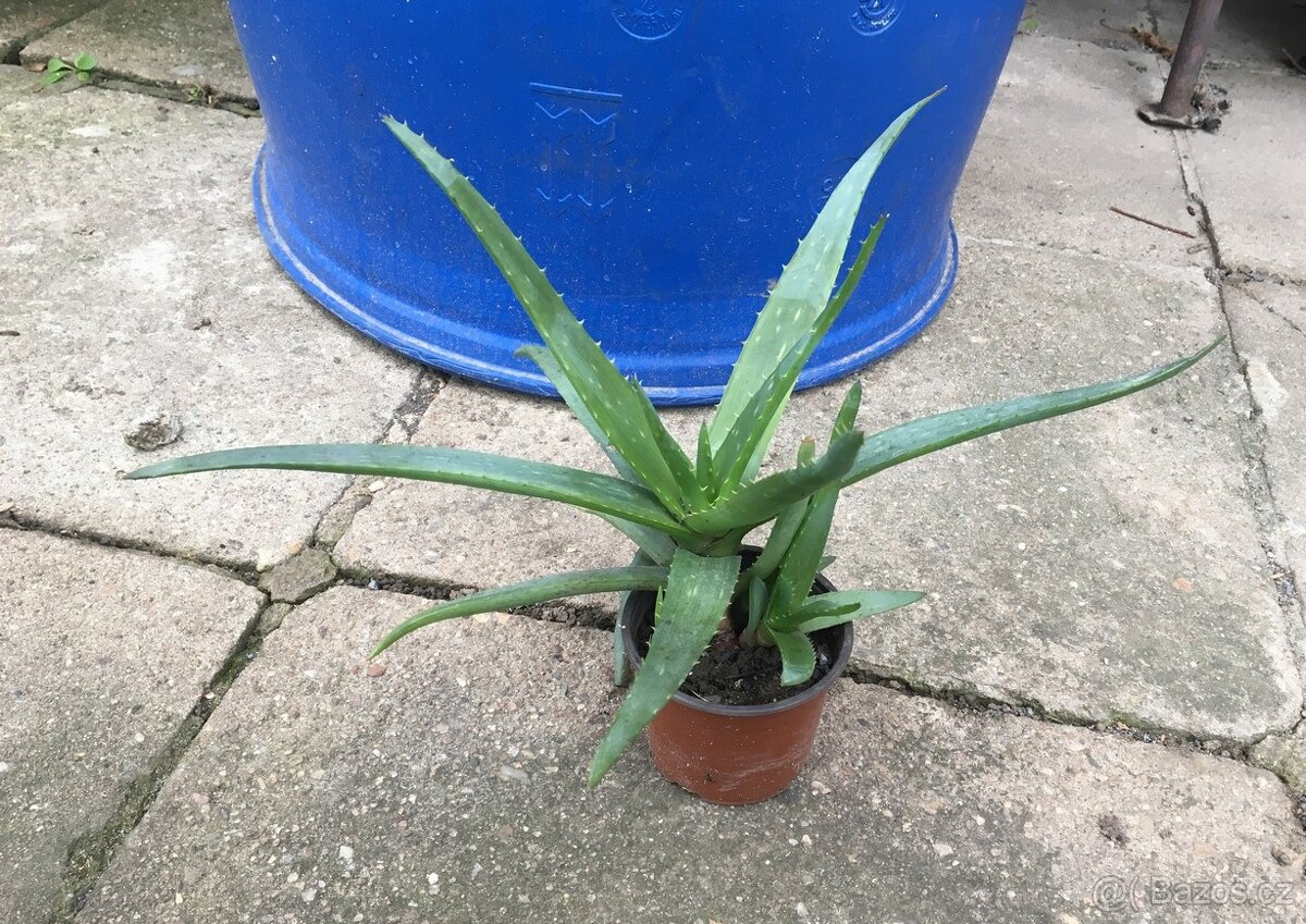 aloe vera