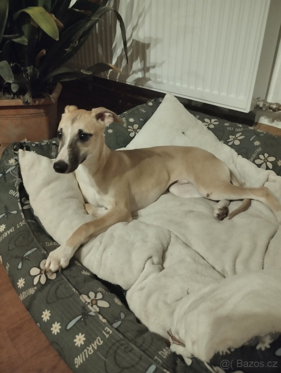 Whippet /. Vipet s pp