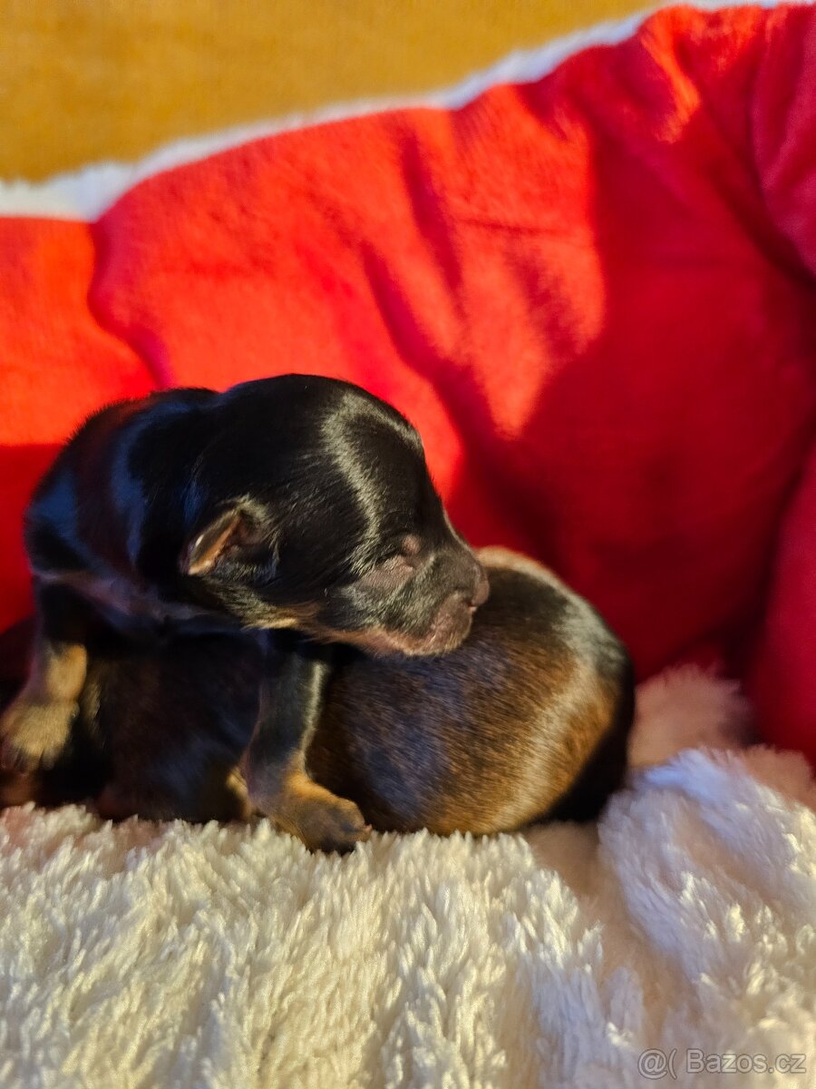 Ruský Toy s PP v FCI