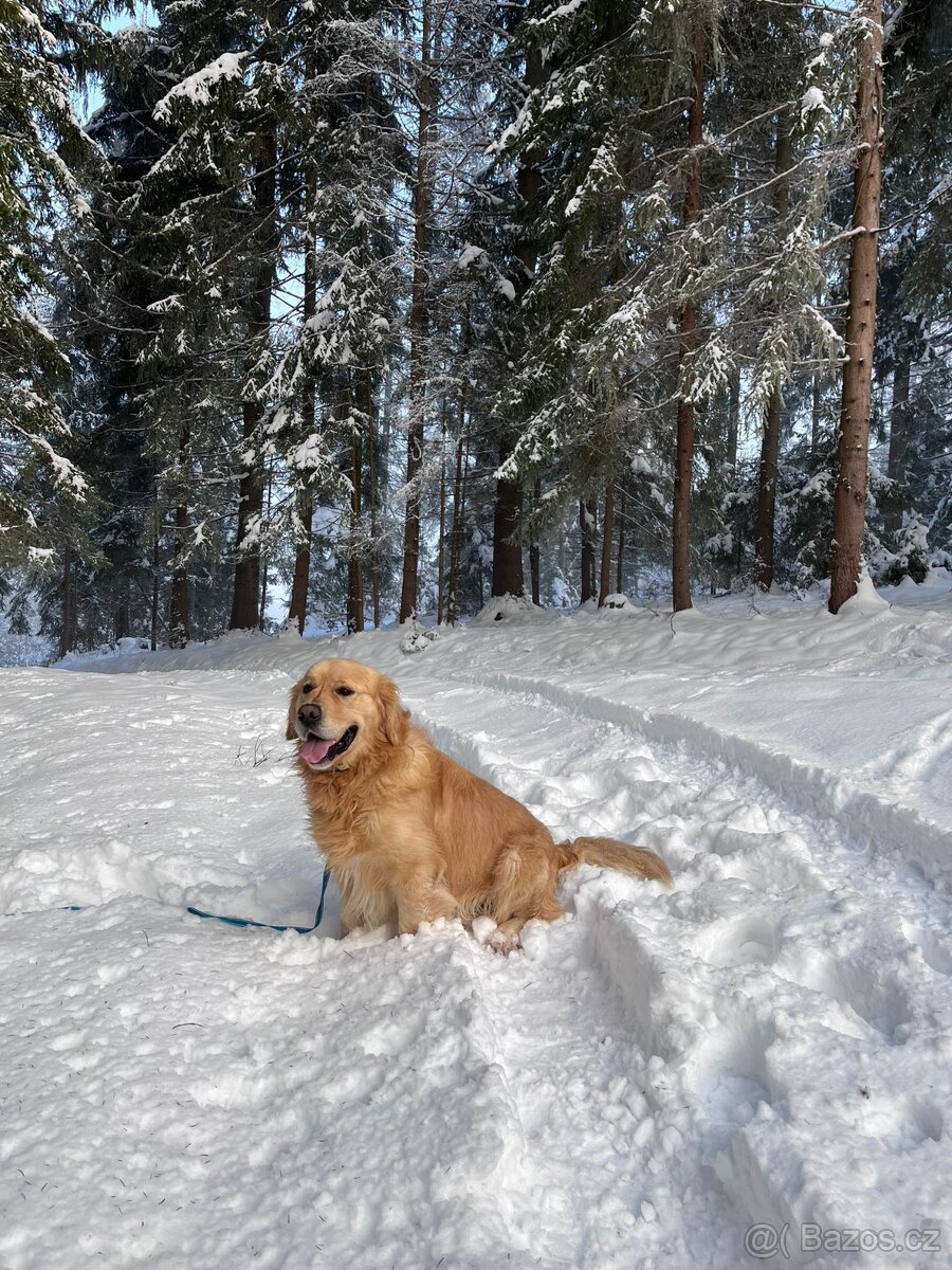Krytie zlatým retrieverom