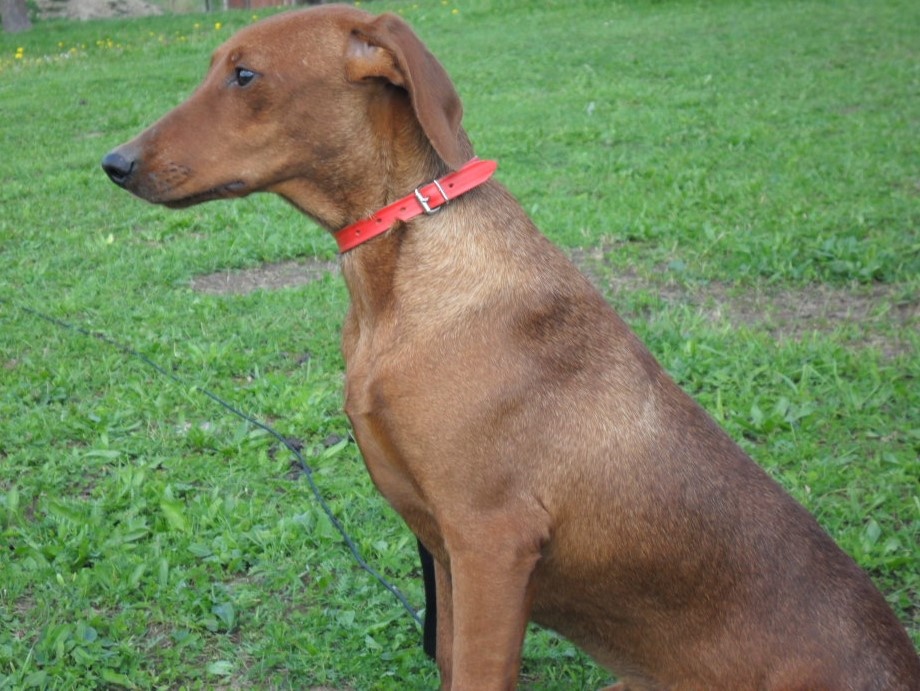 Německý pinč - štěňata s PP