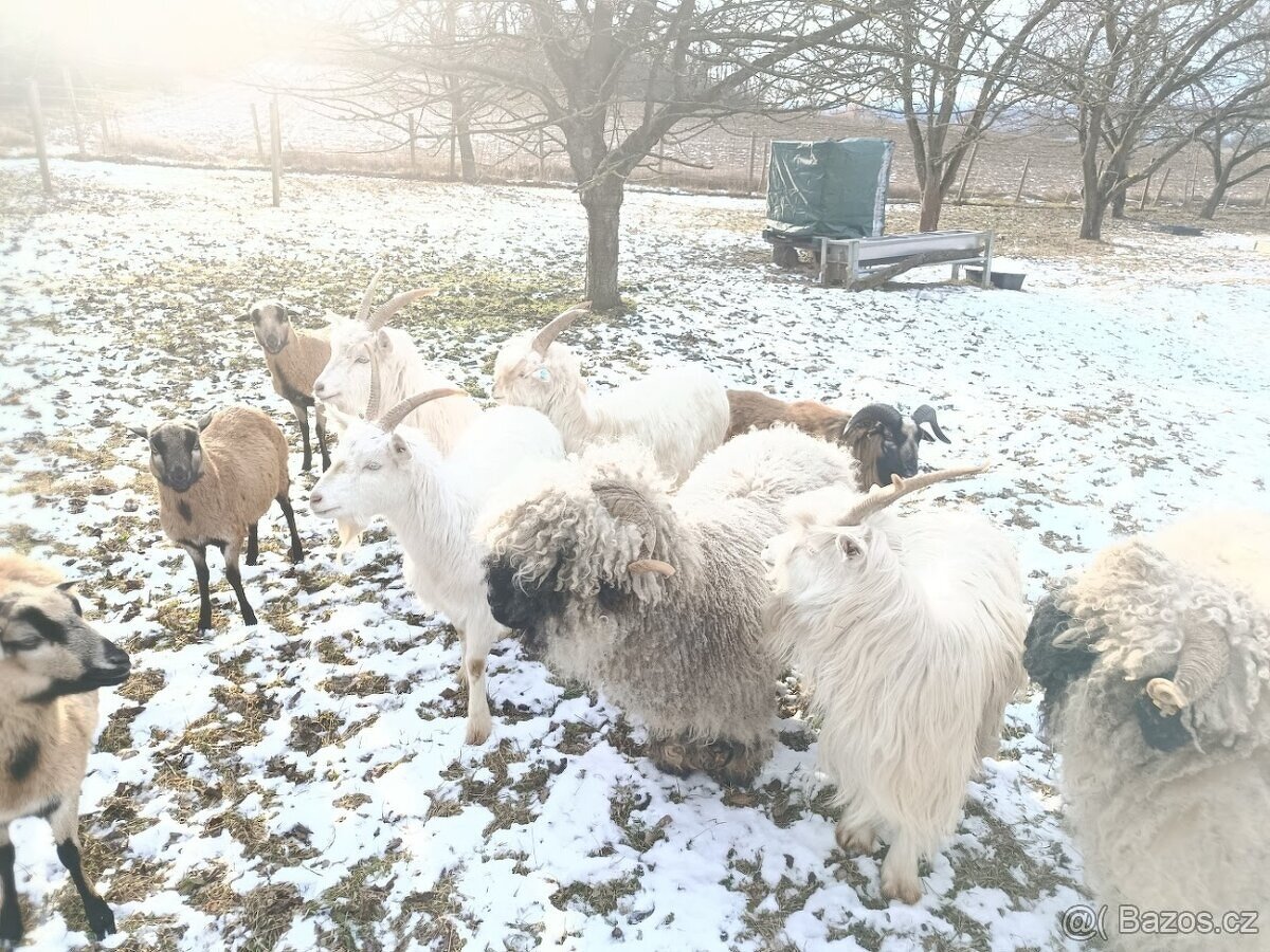 BIO dospívající kozičky, dojné kozy