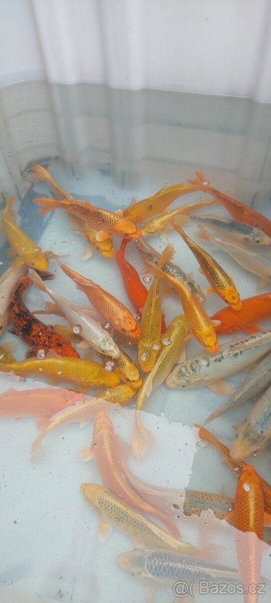 Koi kapr