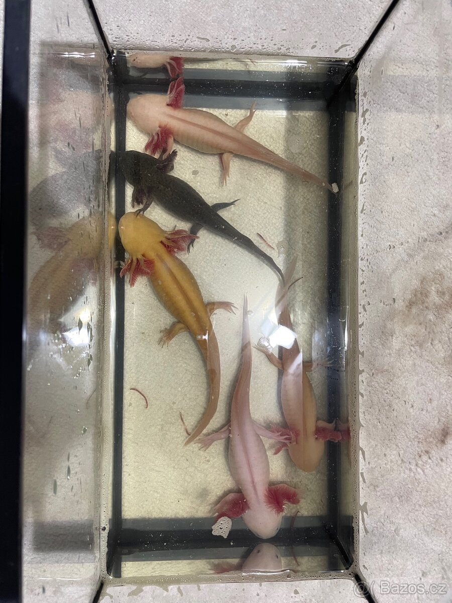 Axolotl
