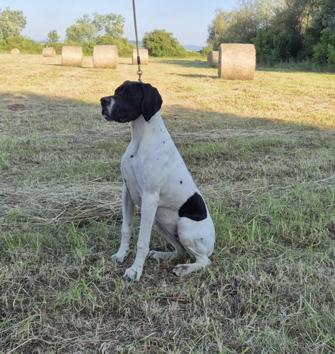 Pointer