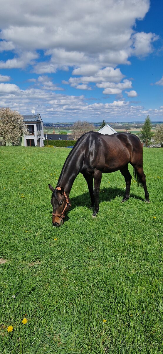 Pronájem koně na rekreaci