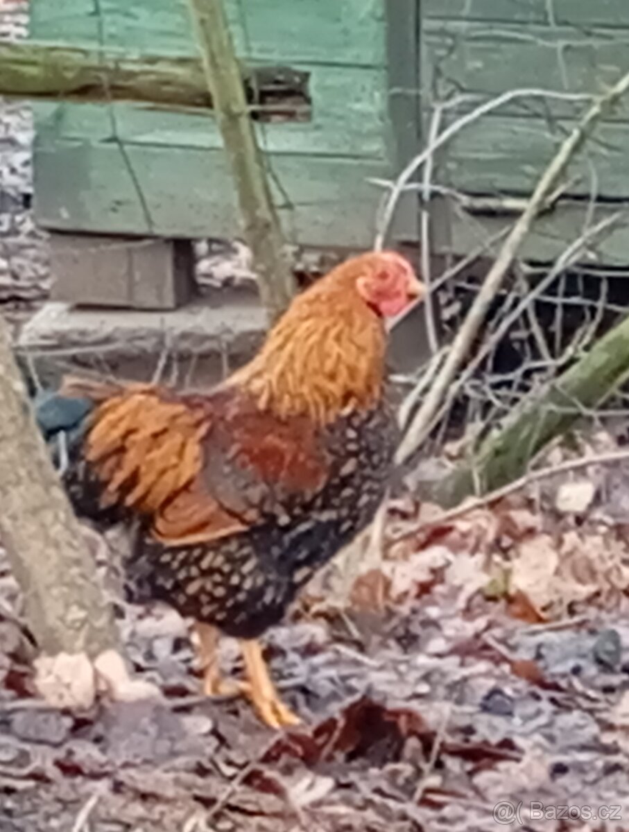 Wyandotky zdrobnělé kohout