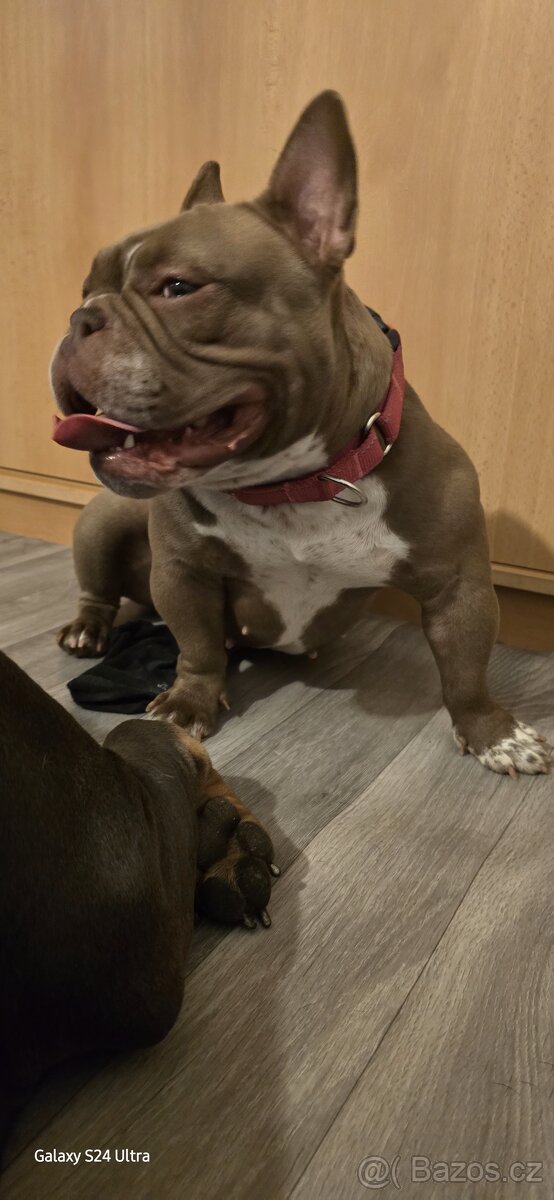 American bully exotic micro