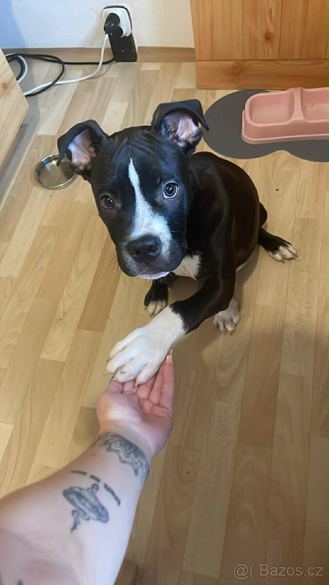 7měsíčnó štěně