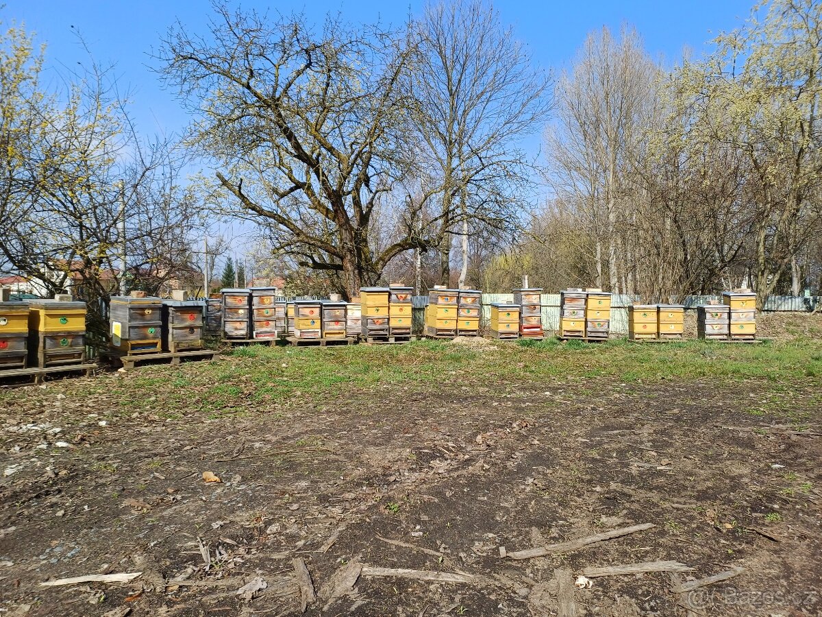 Včely prodám, Včelí, Včelstva