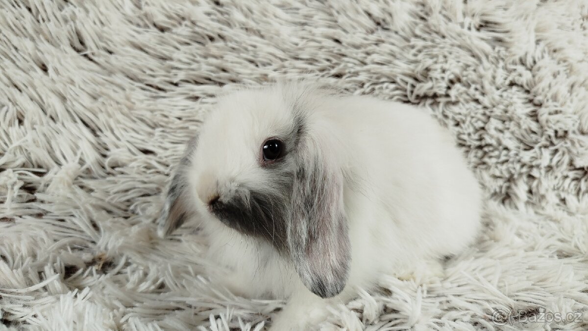 Zakrslý beránek, králíček, králík - MINDY