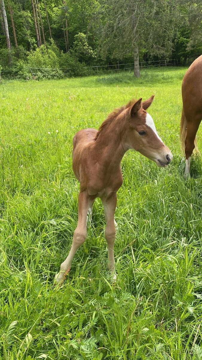 Hřebeček pony B