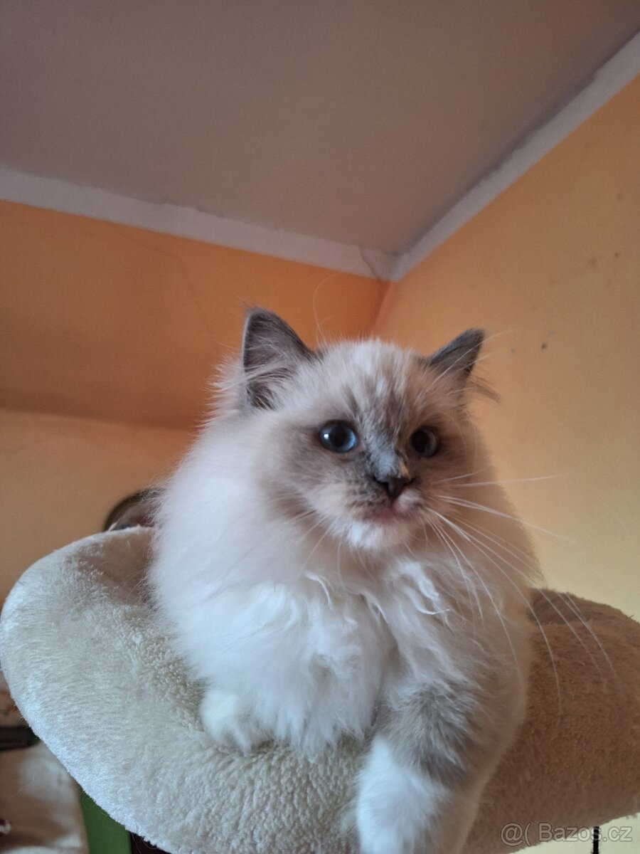 Nádherná Ragdoll koťátka s PP