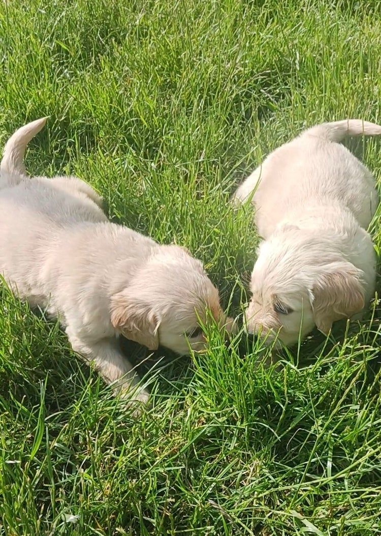 Zlatý retrívr, Labrador
