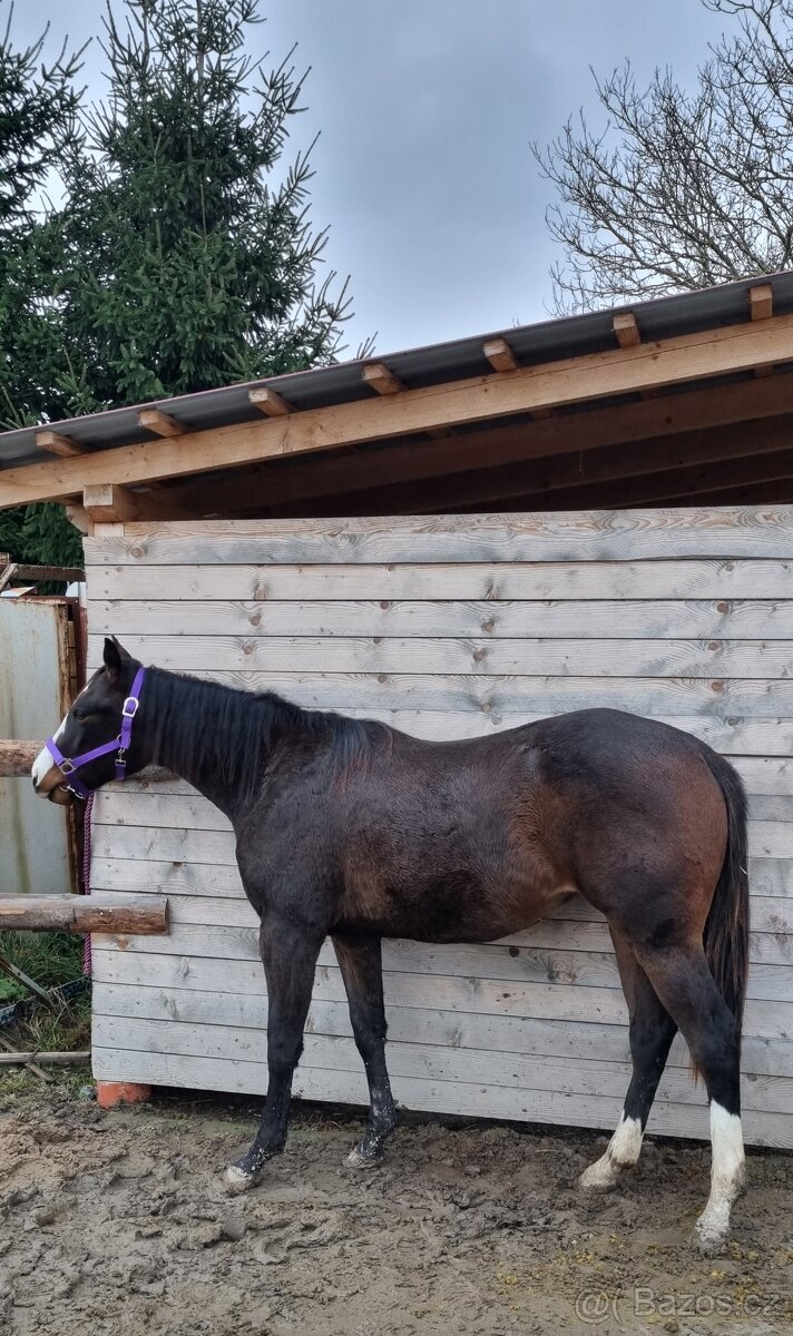 All around paint klisna