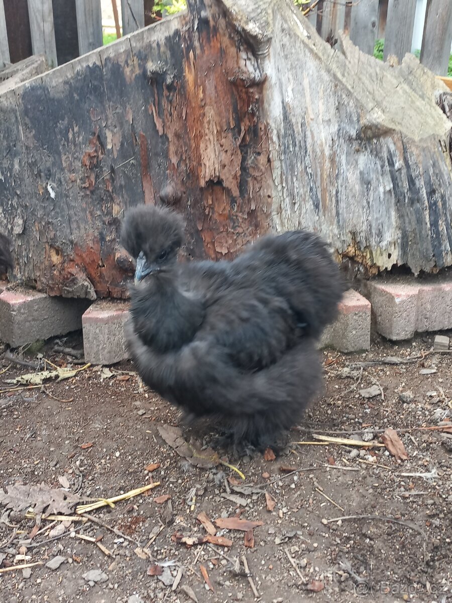 Holokrká hedvábnička