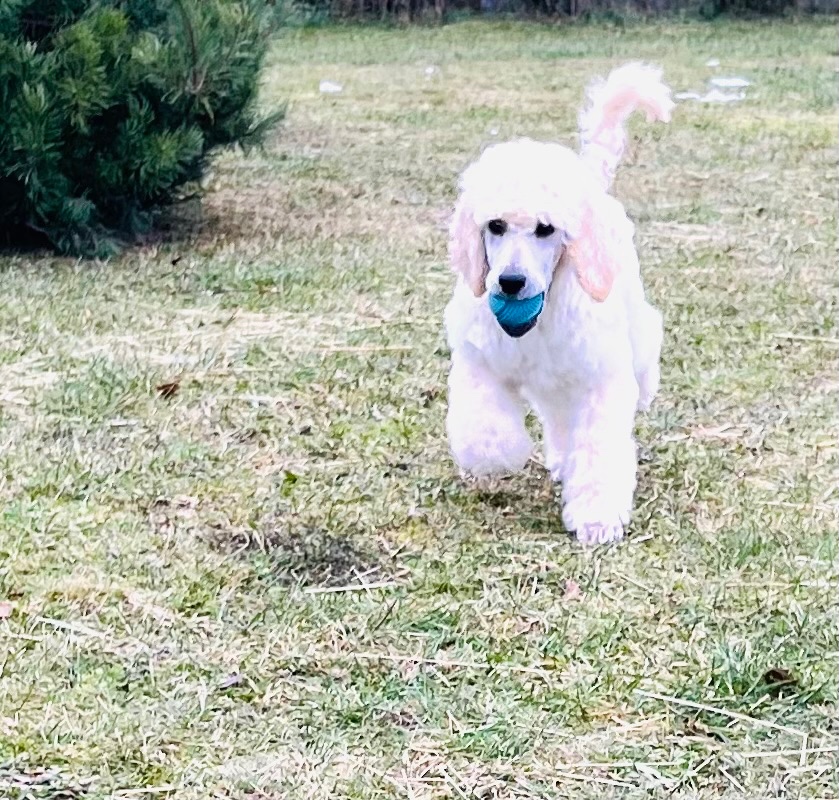 Pudl velký královský s PP