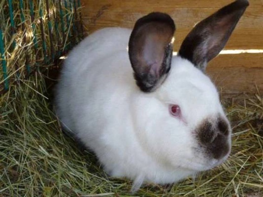 Kalifornský králík