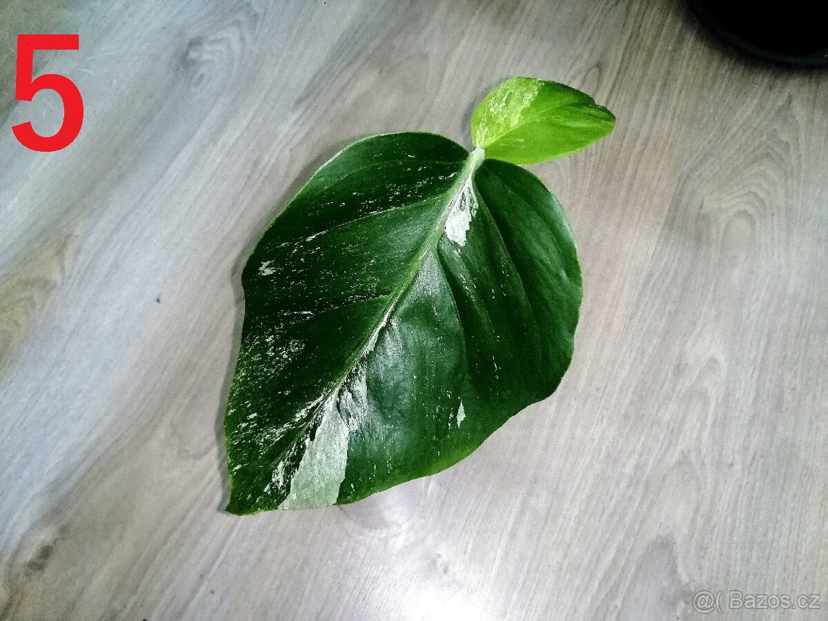 5.Monstera Deliciosa Albo variegata