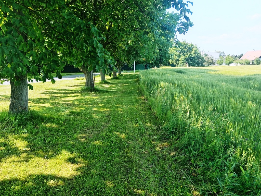 Prodej pozemku 15.350 m2 Šumvald u Uničova