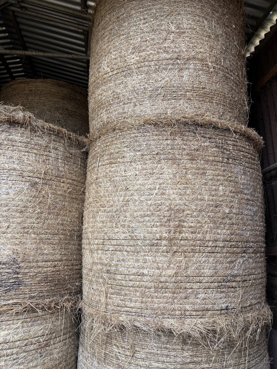 Loňské seno 130cm