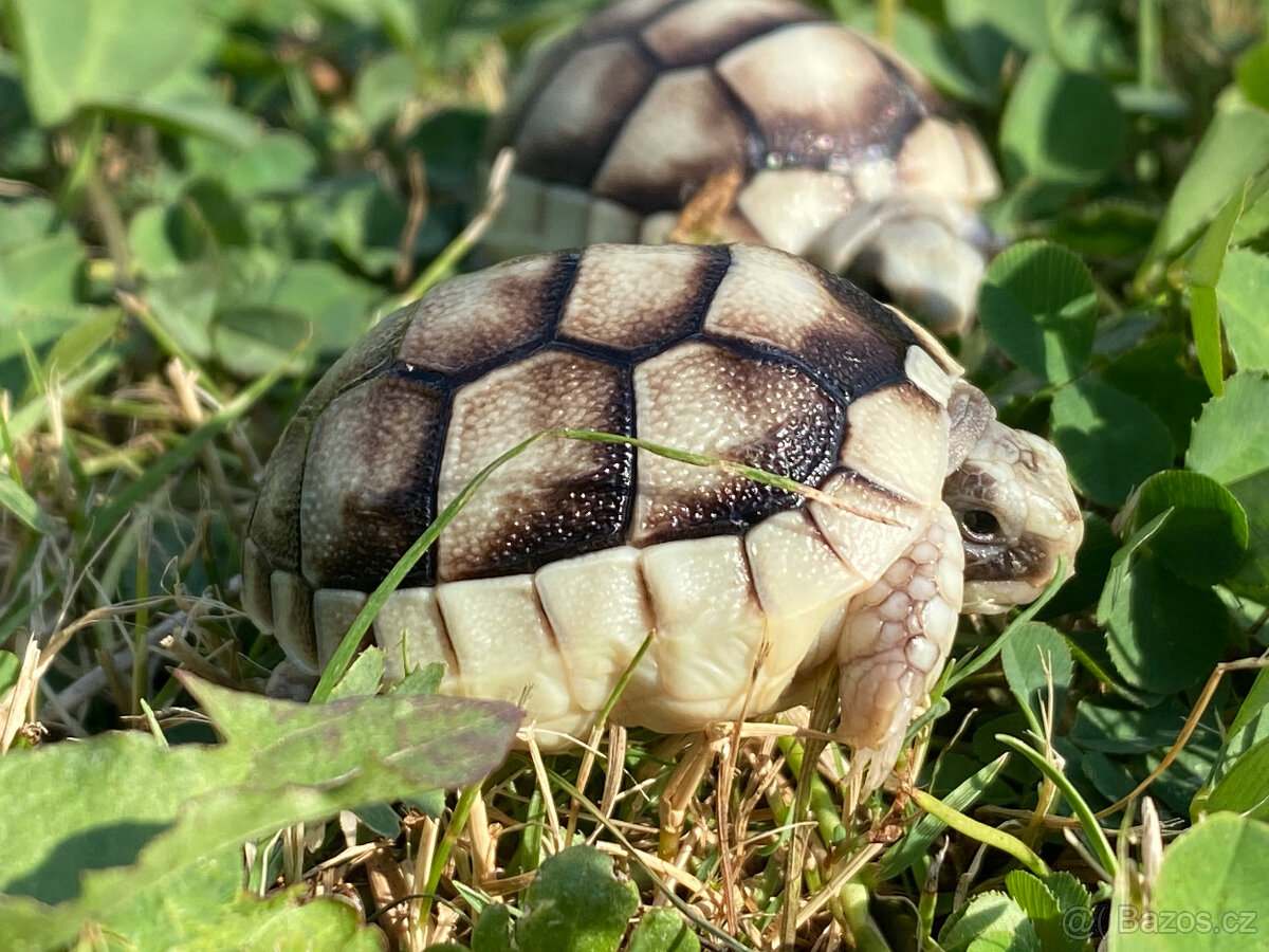 želva zelenavá a vroubená odrostlá mláďata