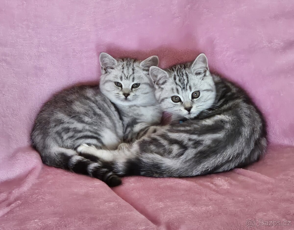 Britská koťátka WHISKAS