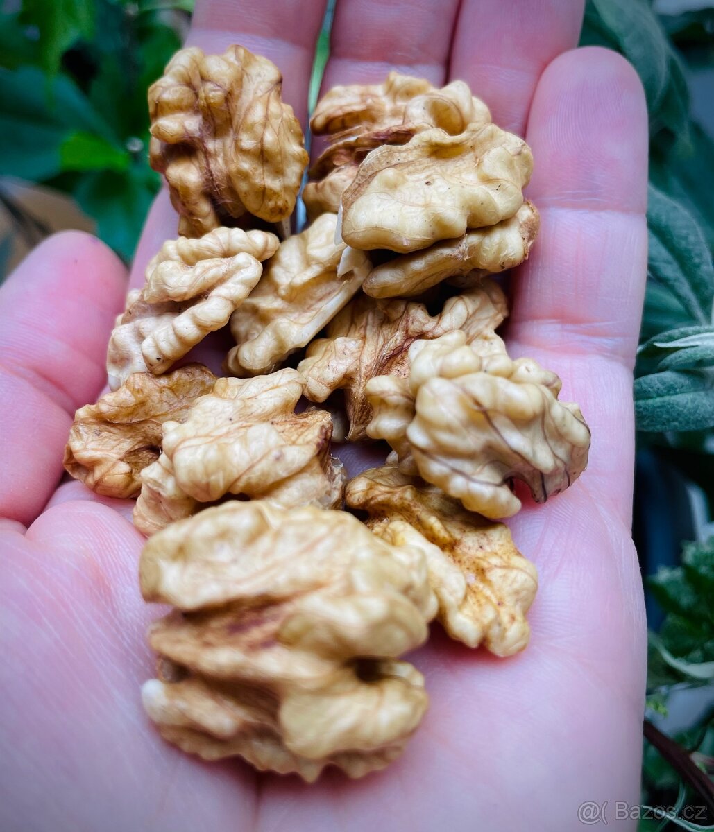 Vlašské ořechy vyloupané