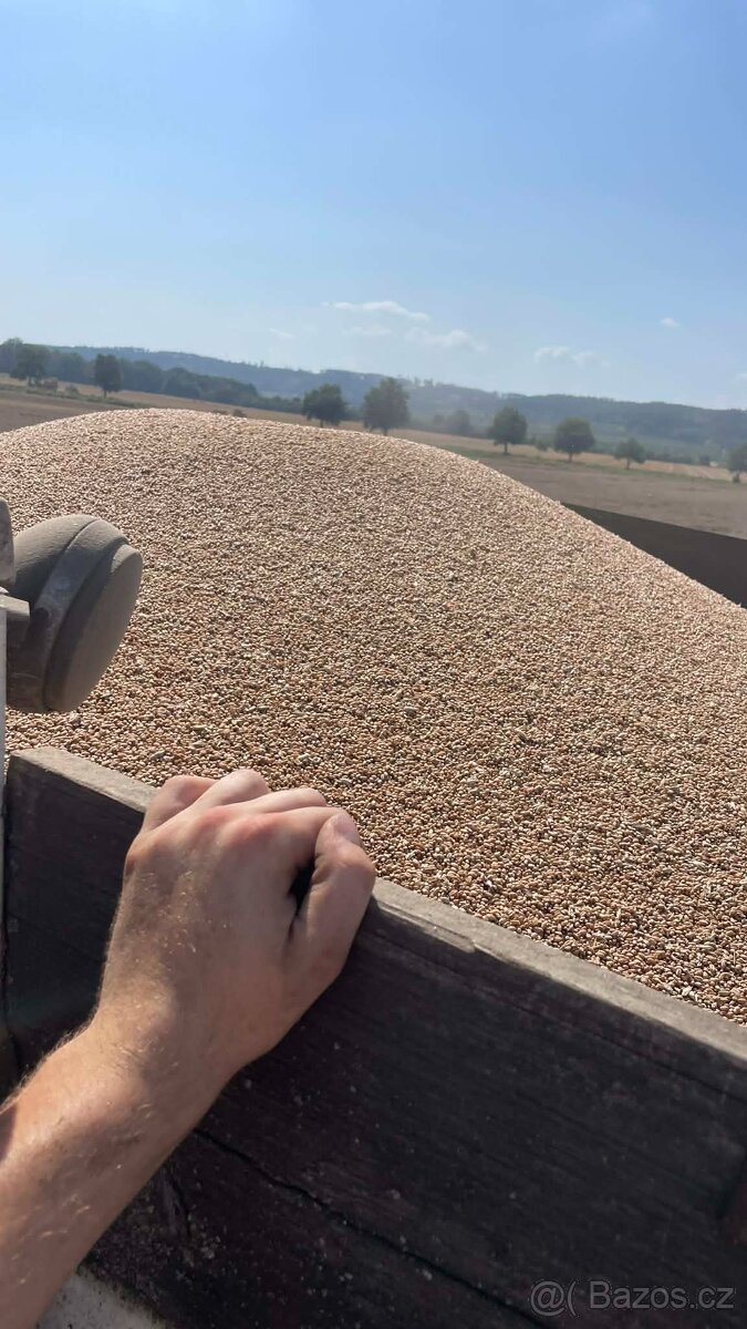 Pšenice, ječmen, obilí