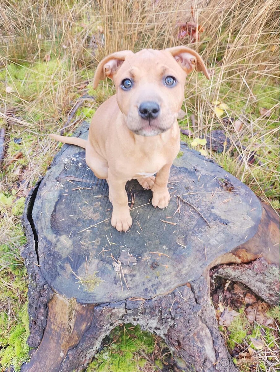 Prodám stěně pitbul amstaf