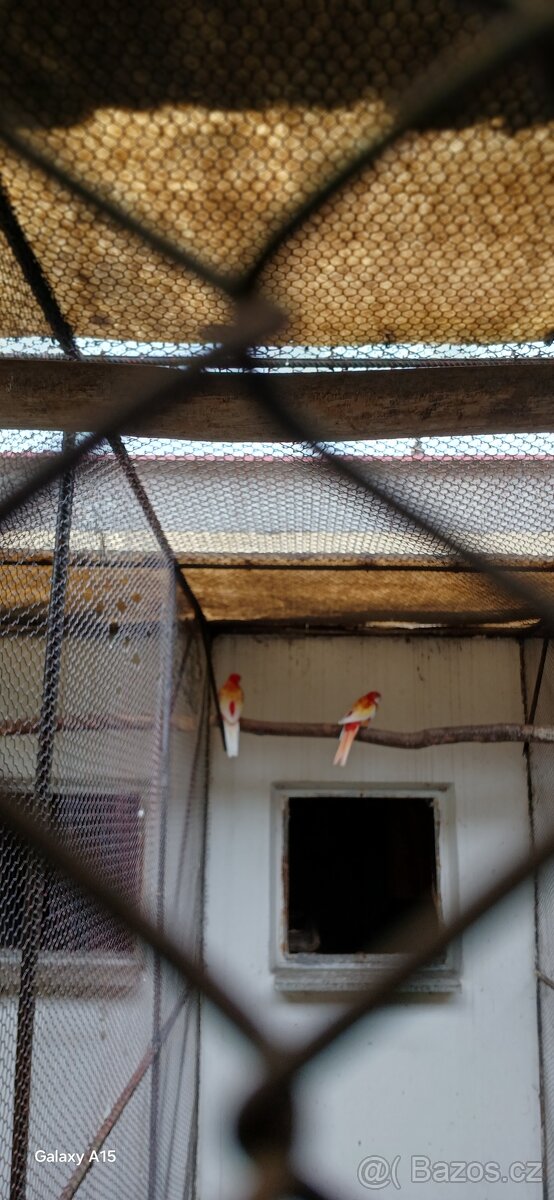 Prodám chovný pár rozely rubíno 2022