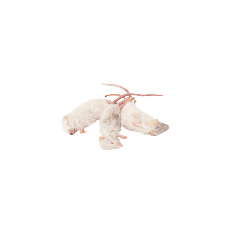 Mražený potkani,myši,kuřátka