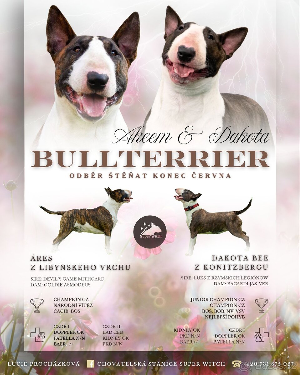 Bulterier standard štěňátka s PP