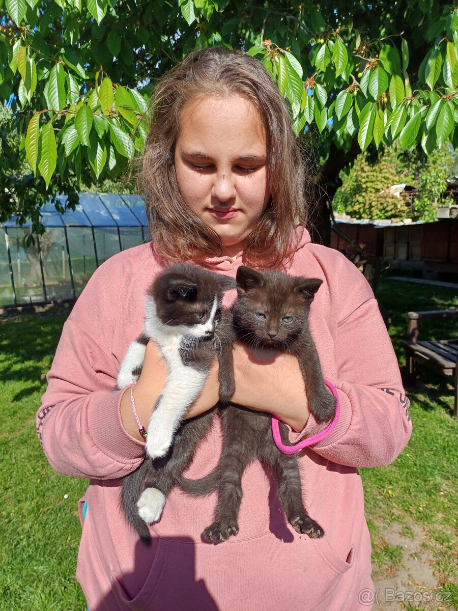 Daruji 2 koťata, 1 kocourek, 1 kočička, kotě