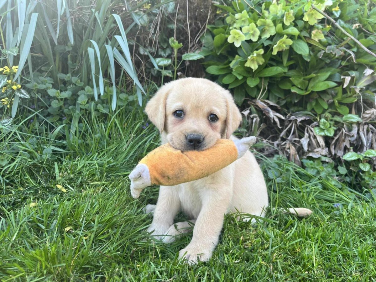 štěňata labrador a – připravena k odběru