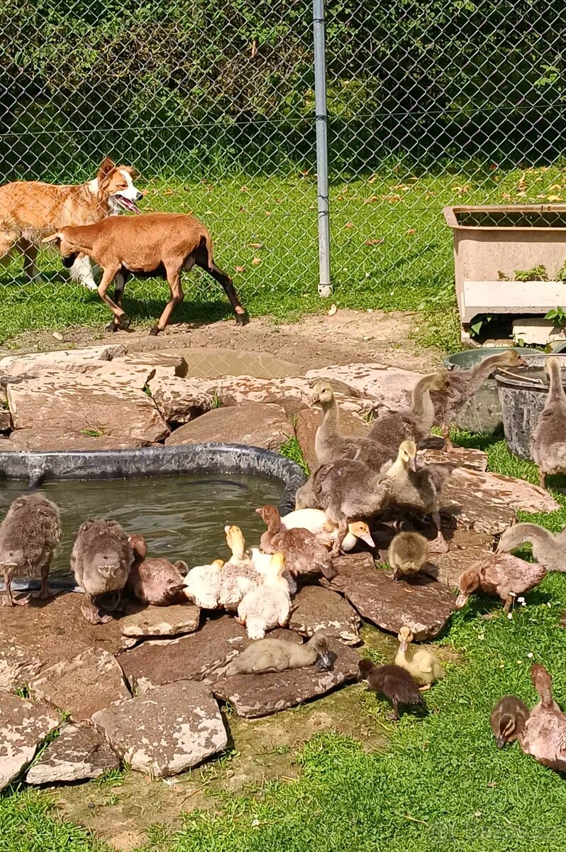 Indický běžec a husa landeská