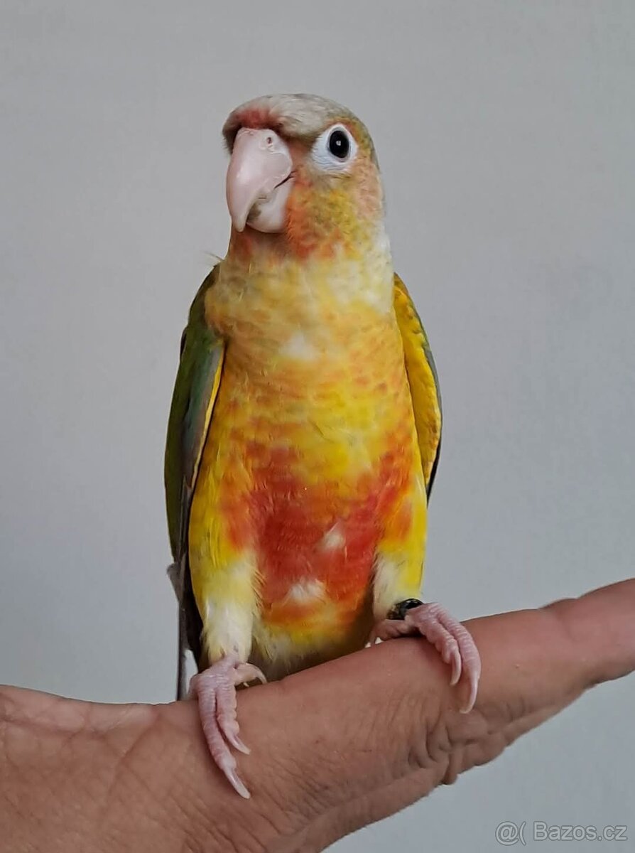 Pyrura