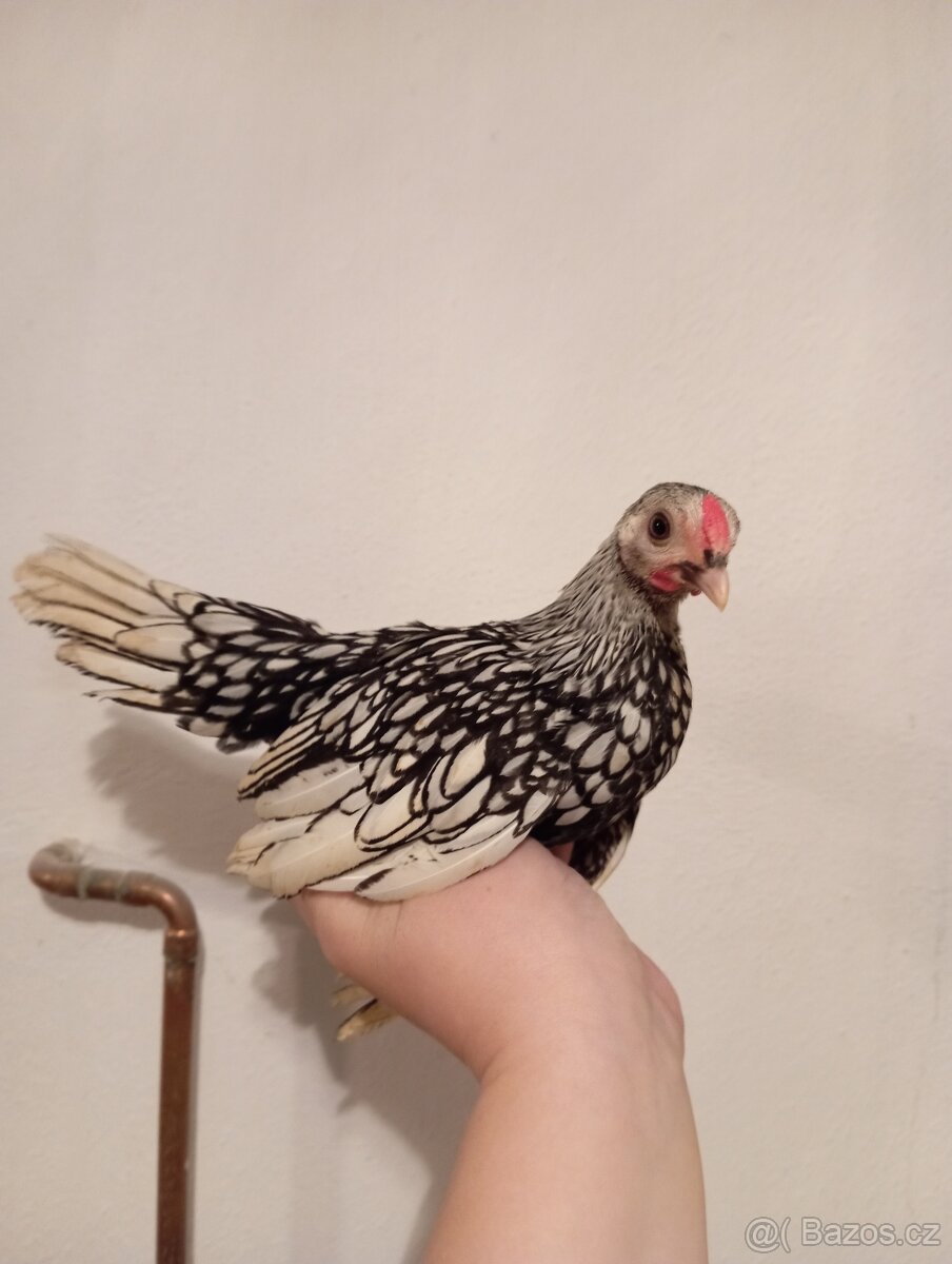 Kohouti sebritka