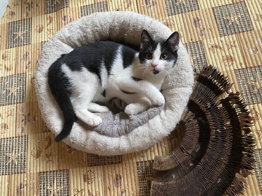 kotě kocourek Felix 4 měsíce