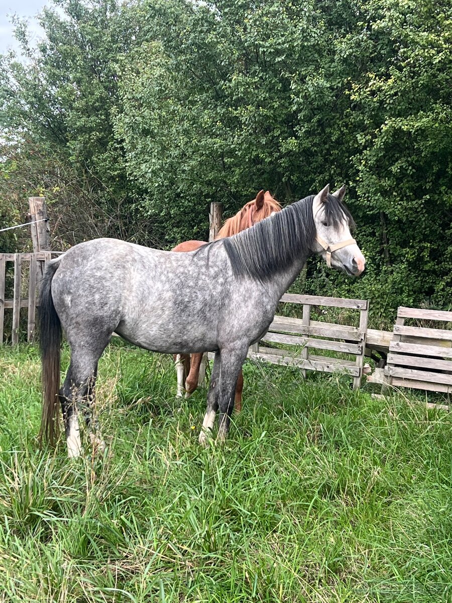 Na jaře 4 letá klisna WPBR
