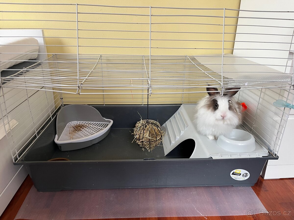 Zakrslý králík Tedy