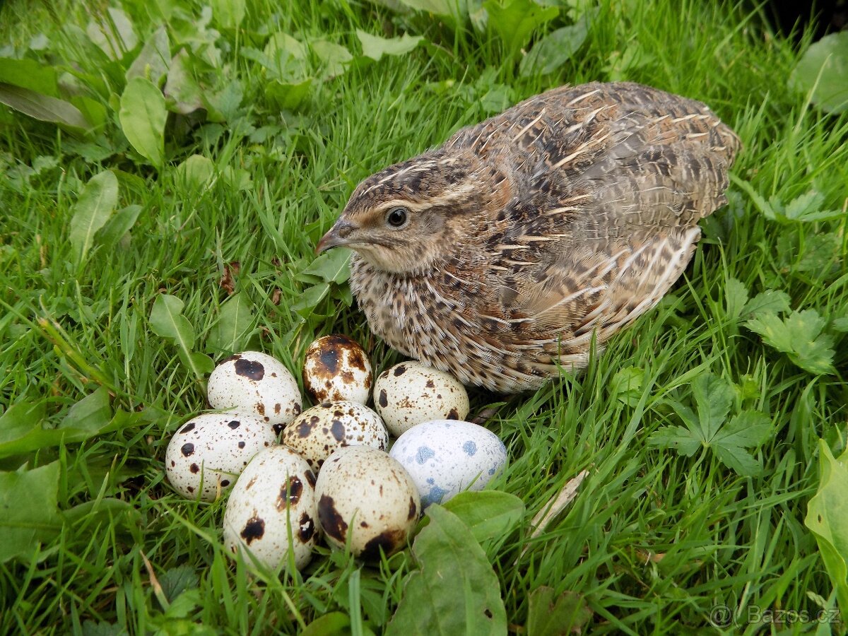 Křepelčí Vajíčka