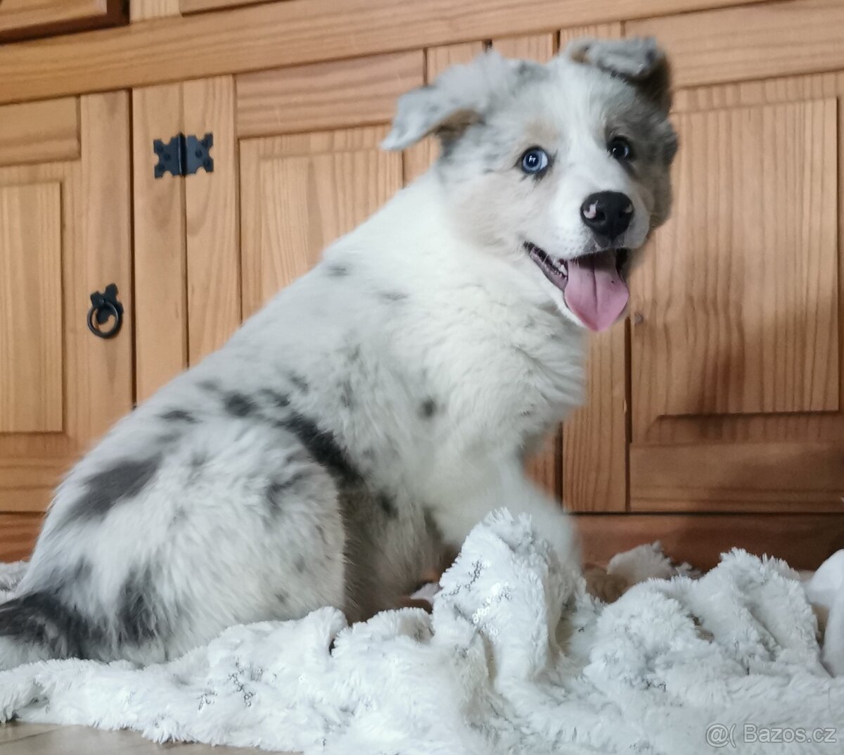 Border kolie , Collie , kolia
