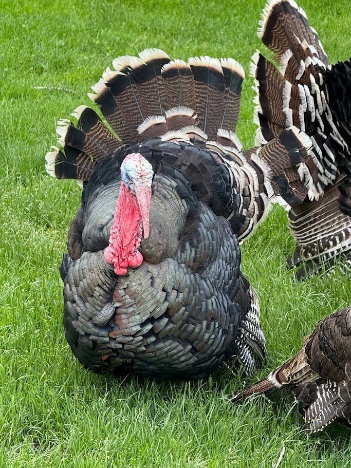 3x Roční krocani