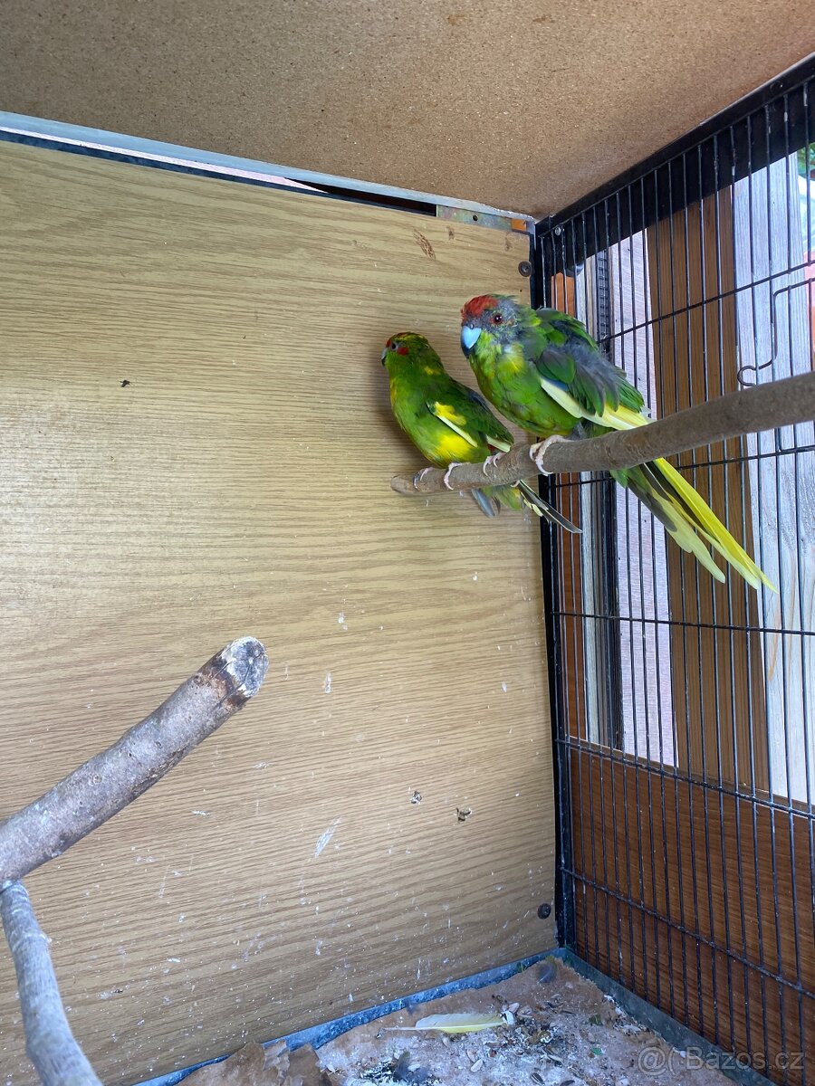 Kakariky