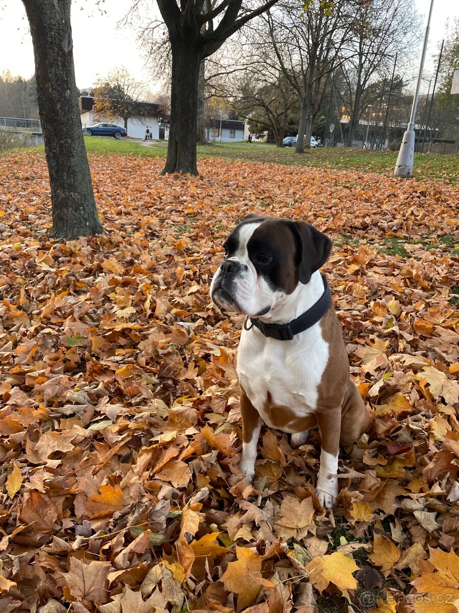 Nabízím krytí Německý Boxer s PP