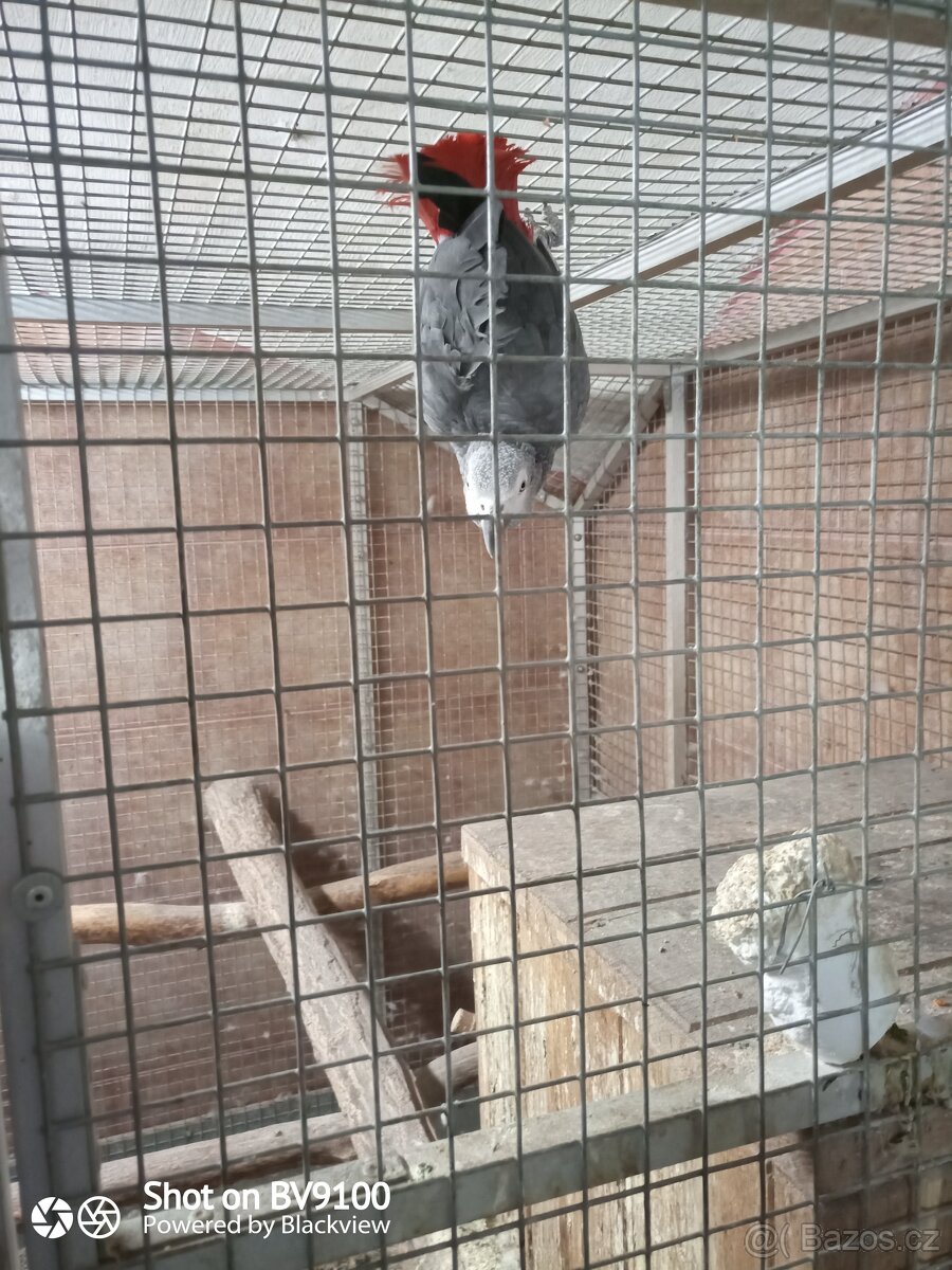 Žako kongo