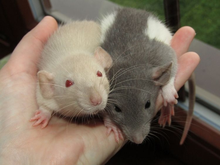 Dumbo potkaní mláďátka s výpisem předků