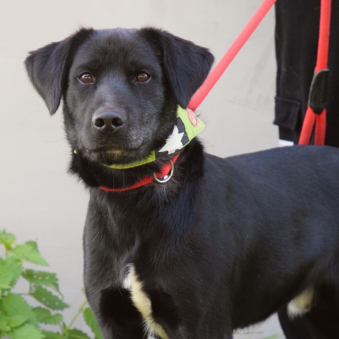 💓 Ducan – krásný černý bojovník s velkým srdcem